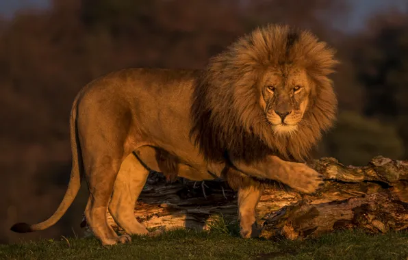 Predator, Leo, king, mane