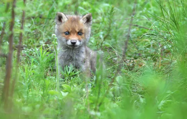 Picture greens, forest, grass, trees, Fox