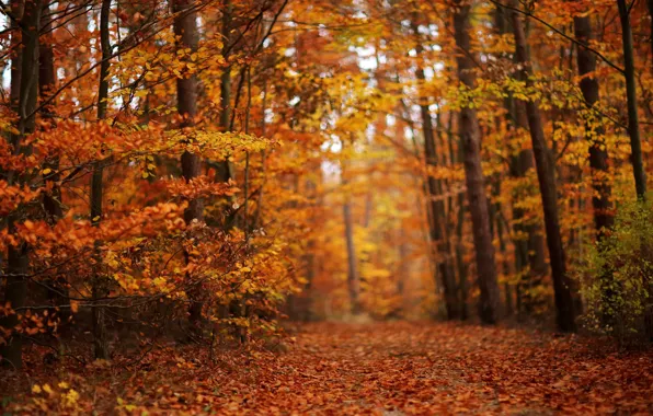 Autumn, forest, foliage