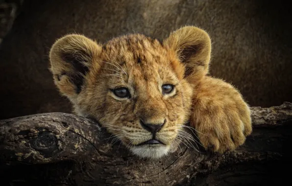 Picture look, kitty, face, lion