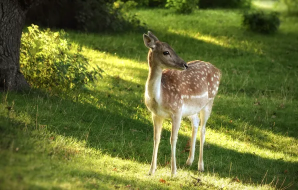 Greens, summer, nature, Park, deer, baby, fawn