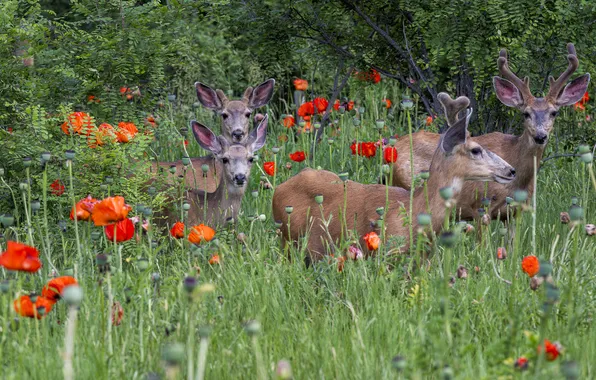 Greens, summer, flowers, glade, Maki, deer, the herd