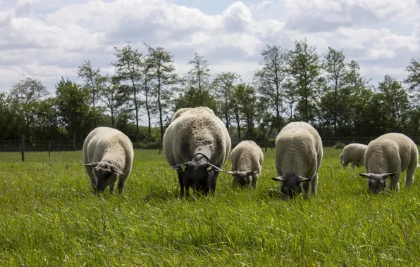 Field, grass, clouds, trees, sheep, pasture, sheep, poses