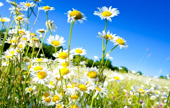 Picture field, summer, chamomile