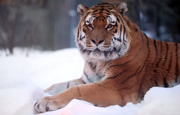 Winter, snow, nature, Tiger