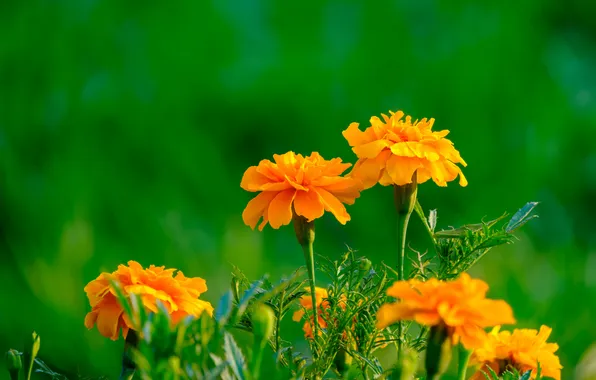 Flowers, garden, orange, flowerbed, green background, marigolds