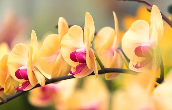Picture flowers, branches, yellow, background, Orchid