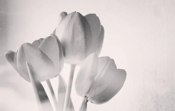 Black and white, spring, Tulips, unusual, first