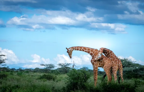 The sky, clouds, nature, pose, blue, giraffe, pair, giraffes