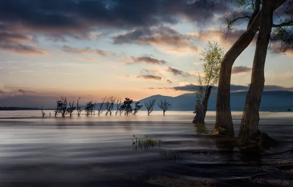 Trees, mountains, fog, shore, fishing, fisherman, morning, male