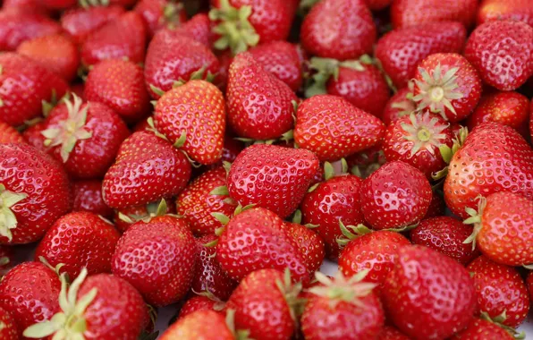 Berries, strawberry, a lot