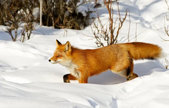 Winter, snow, branches, nature, pose, Fox, the snow, red