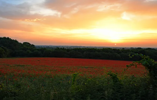 Field, sunset, flowers, Maki, poppy field