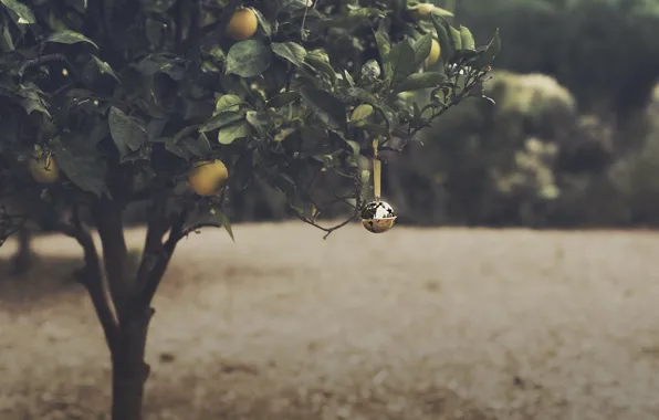 Christmas, Bell, Orange Grove