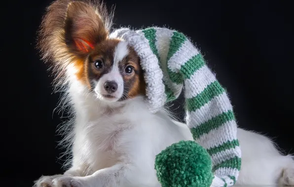 Picture hat, breed, Papillon