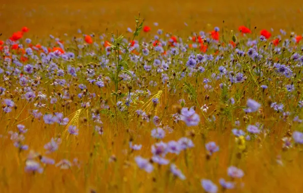 Picture field, grass, flowers, Maki, ears, cornflowers