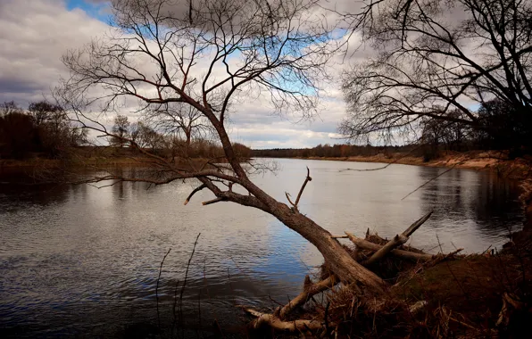 Picture clouds, river, tree, spring