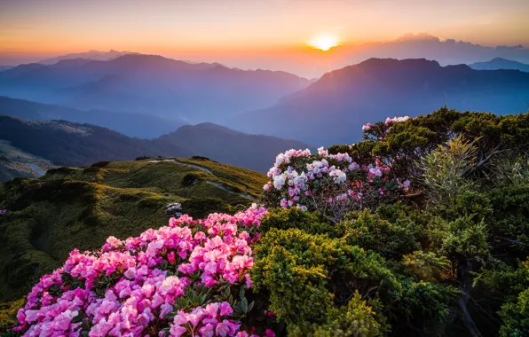 Greens, the sun, rays, sunset, flowers, mountains, nature, fog