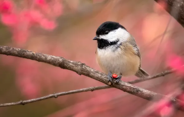 Picture autumn, branches, bird, foliage, red background, tit
