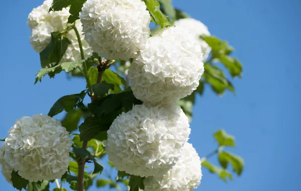 Leaves, flowers, branches, white, flowering, shrub, blue sky, Kalina