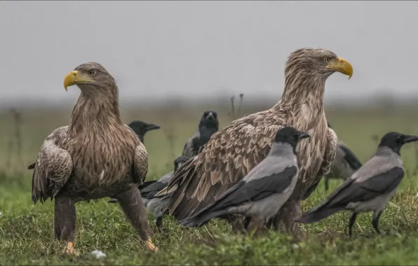 Animals, birds, the eagles, animals, birds, eagles