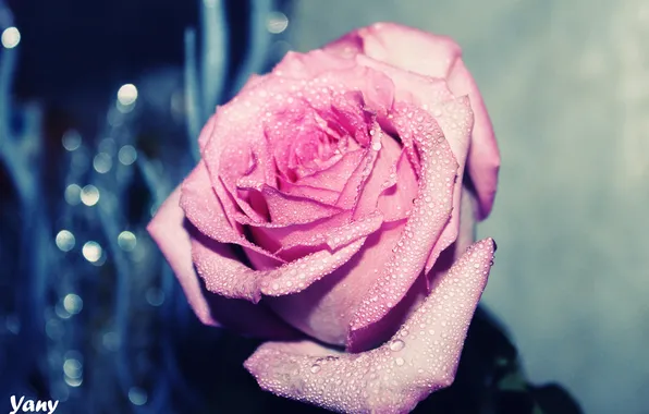 Picture drops, flowers, rose