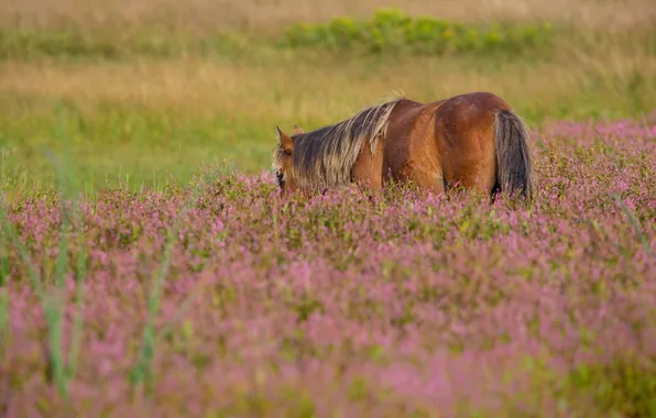 Picture summer, grass, flowers, horse, horse, pasture, meadow, mane