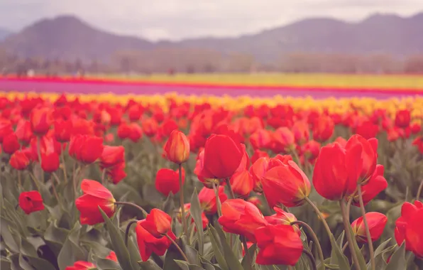 Flowers, petals, tulips, red