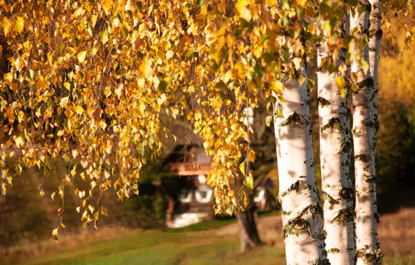 Autumn, birch, house