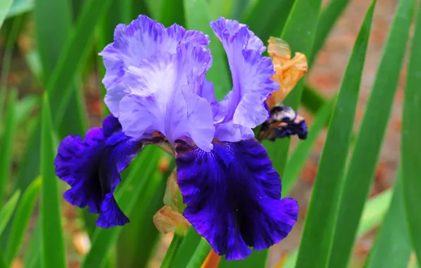 Picture purple, flowers, irises