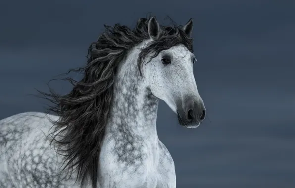 Look, face, grey, horse, horse, portrait, mane, grey background