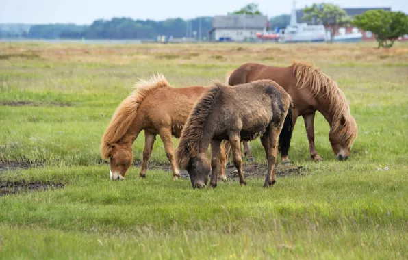 Field, horses, horse, pasture, pony, trio, grazing