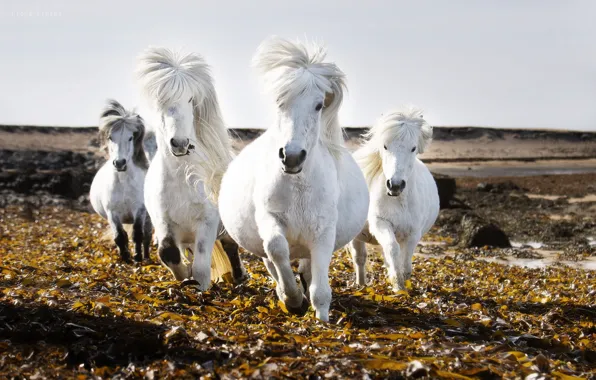 Field, the sky, nature, horse
