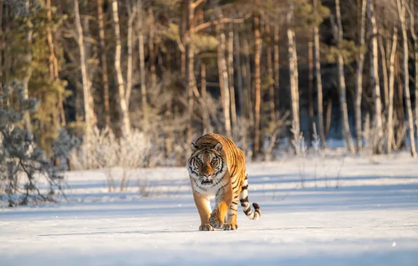 Winter, forest, cat, look, snow, trees, nature, tiger