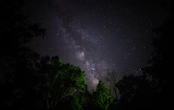 Space, stars, trees, night, space, the milky way