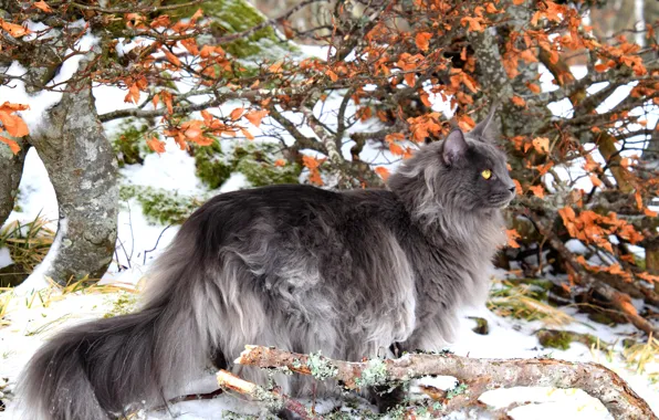 Winter, autumn, cat, cat, look, face, snow, branches