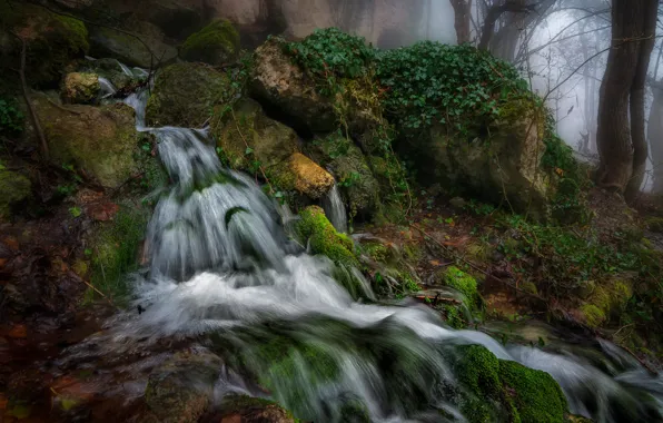 Forest, trees, landscape, nature, river, stones, waterfall, moss