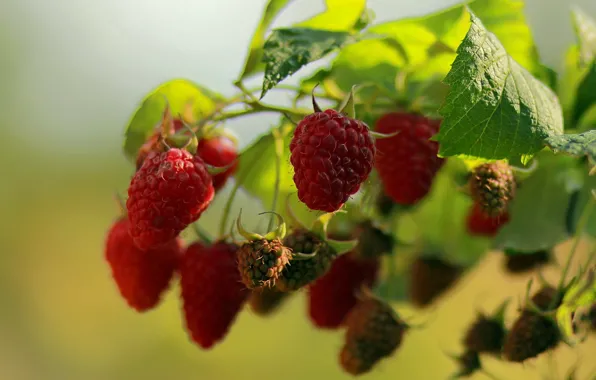 Summer, berries, raspberry, stay, garden, walk, flora