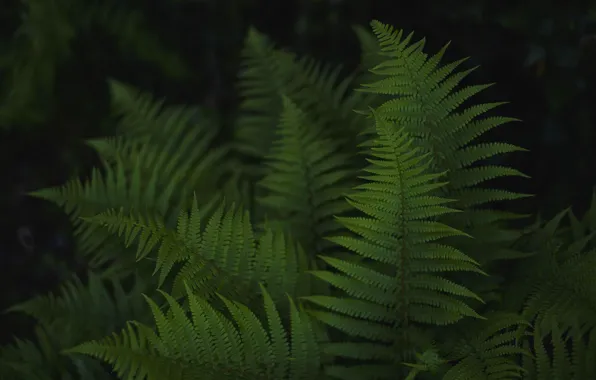 Picture leaves, green, fern