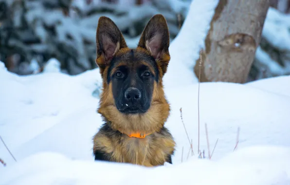 Picture winter, look, face, snow, dog, ears, German shepherd