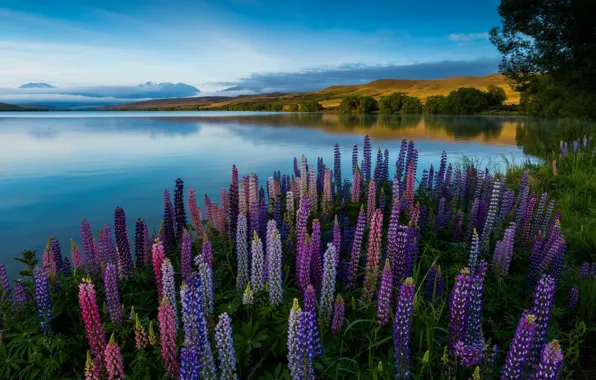Summer, the sky, clouds, trees, flowers, mountains, lake, reflection