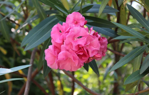 Picture summer, flowers, nature, oleander