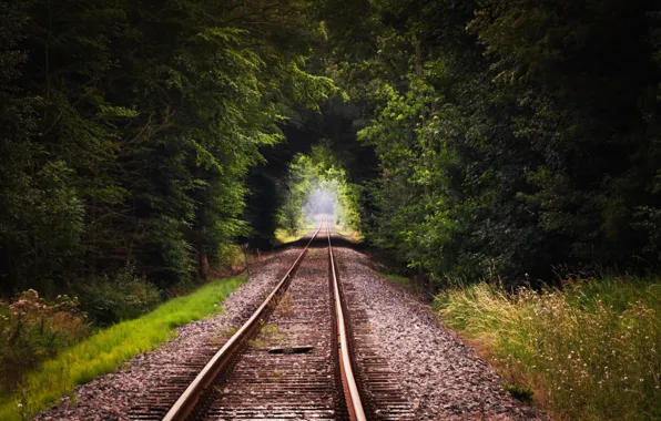 Picture forest, grass, trees, railroad, natural tunnel