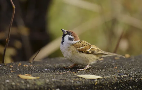 Bird, Sparrow, concrete, looking up