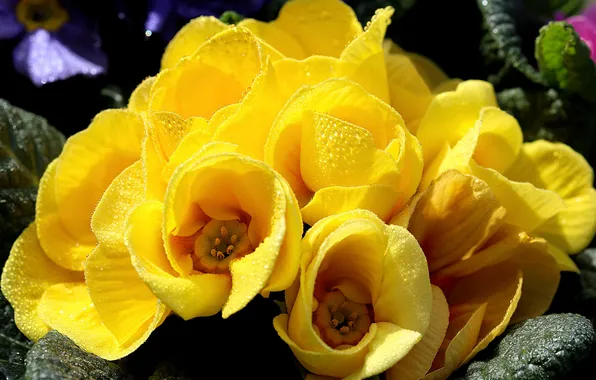 Drops, macro, flowers, spring, yellow, Primula, primrose