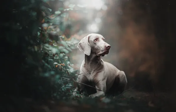 Picture dog, the bushes, bokeh, The Weimaraner, Weimar pointer