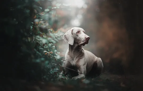 Dog, the bushes, bokeh, The Weimaraner, Weimar pointer