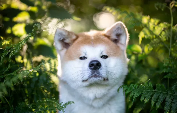 Wallpaper look, nature, pose, dog, face, Akita inu, Akita for mobile