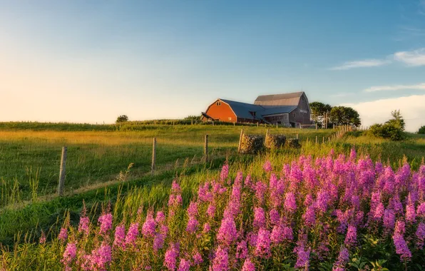 Greens, field, summer, grass, light, trees, flowers, house