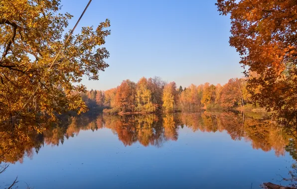 Download wallpaper Autumn, Lake, Forest, Fall, Autumn, Golden autumn ...